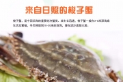 日照野生梭子蟹