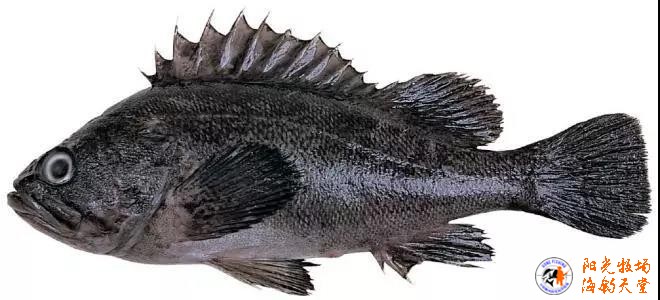 一年四季都不缺席的海釣主角就是它！使用近海船釣可將...